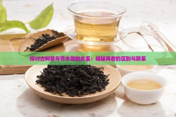 探讨古树茶与乔木茶的关系：揭秘两者的区别与联系