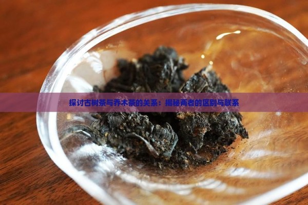 探讨古树茶与乔木茶的关系：揭秘两者的区别与联系