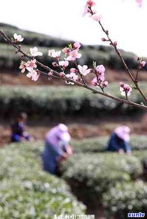 普洱古树春芽介绍：特点、难买原因与春茶关系