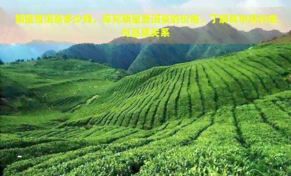 明星普洱茶多少钱，探究明星普洱茶的价格，了解其市场价值与品质关系