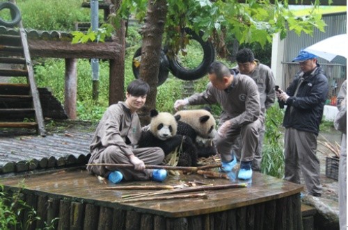 图：田华与熊猫宝贝在一起