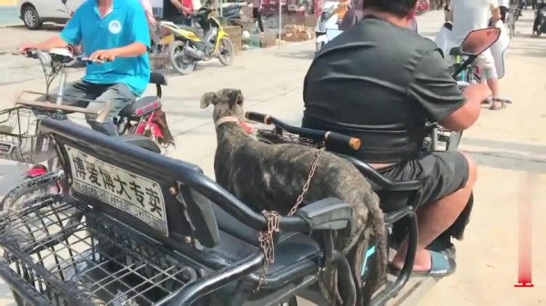 狗市：河南农村鸟市，各种宠物全都有卖，这么胖的小土狗15块一只