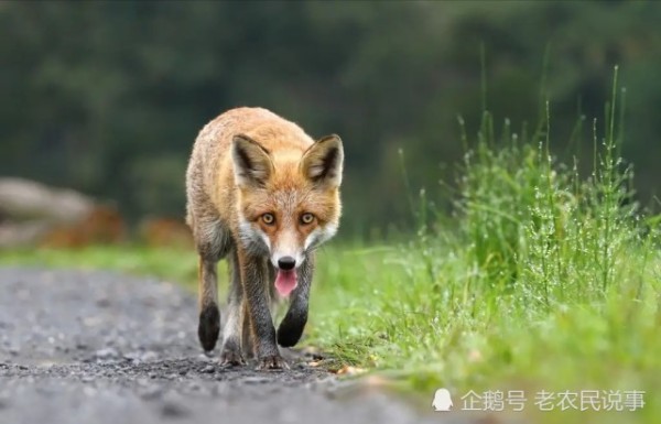 农村房屋有狐狸出没，好事还是坏事？用什么方法能避免狐狸出现？