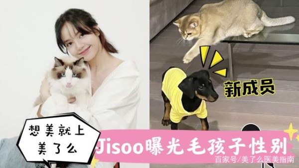 有5只爱猫还不够！LISA再养宠物狗，名字让网友羡慕了