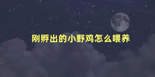 刚孵出的小野鸡怎么喂养，刚孵出的小野鸡怎么喂食