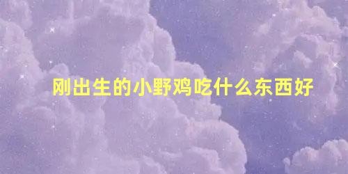 刚出生的小野鸡吃什么东西好