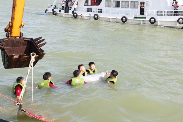 “樂寶”回歸大海。廈門中華白海豚文昌魚自然保護區事務中心供圖