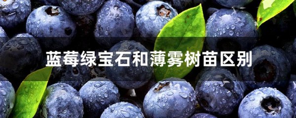 蓝莓绿宝石和薄雾树苗区别