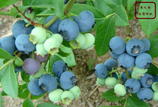 薄雾蓝莓苗、沃农蓝莓苗、菏泽晚蓝蓝莓苗