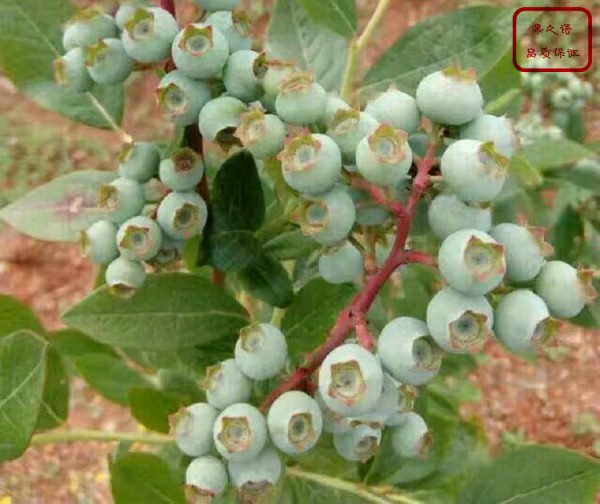 薄雾蓝莓苗、沃农蓝莓苗、菏泽晚蓝蓝莓苗