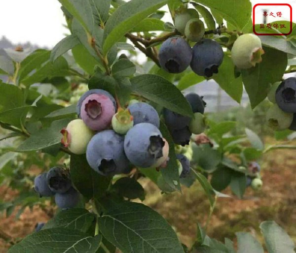 薄雾蓝莓苗、沃农蓝莓苗、菏泽晚蓝蓝莓苗