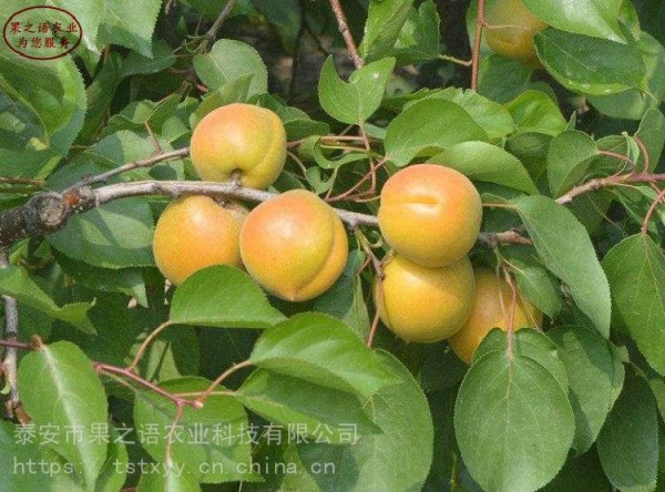 明星蓝莓苗、梯芙蓝蓝莓苗报价、明星蓝莓苗