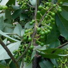 山胡椒木姜子苗批发 特色油料作物种植的市场前景 基地直发