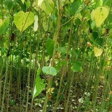 特色农业之油树种植山桐子树葡萄 天然油库山桐子种植 山桐子油葡萄苗批发