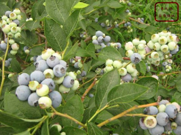 薄雾蓝莓苗、芬蒂蓝莓苗、和县贵蓝蓝莓苗今年价格