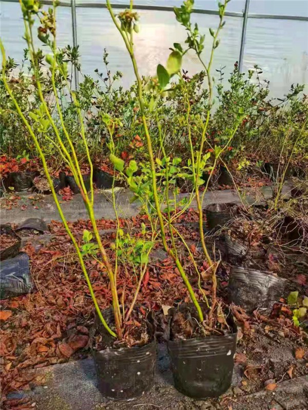 火花蓝莓需冷量|火花蓝莓苗