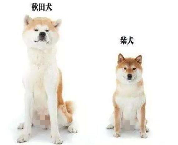 秋田和柴犬的分别是什么，是什么关系，是一个品种吗?哪个更适合家庭