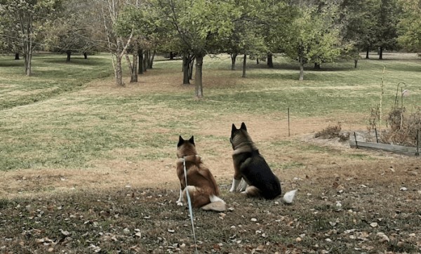 秋田犬的攻击性警告信号