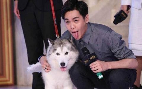 娱乐圈中的“小动物”，海绵宝宝马思纯秋田犬黄渤，这一位最像