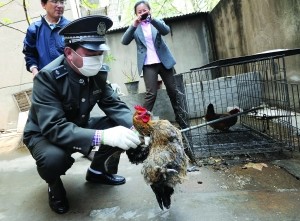 城管帮朱师傅家宰鸡 现代快报记者 施向辉 摄