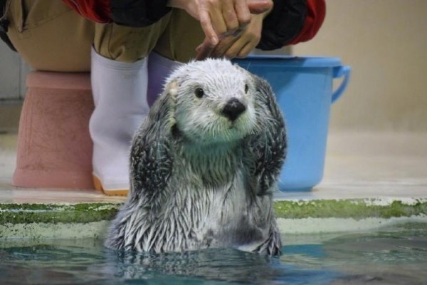 日本鸟羽水族馆里的明星海獭宝宝小梅（メイ）的卖萌日常……