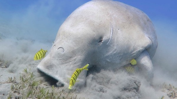 mamíferos marinos y su adaptación al medio acuático