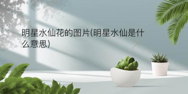 明星水仙花的图片(明星水仙是什么意思)