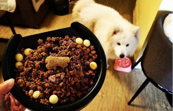 萨摩耶犬吃什么食物