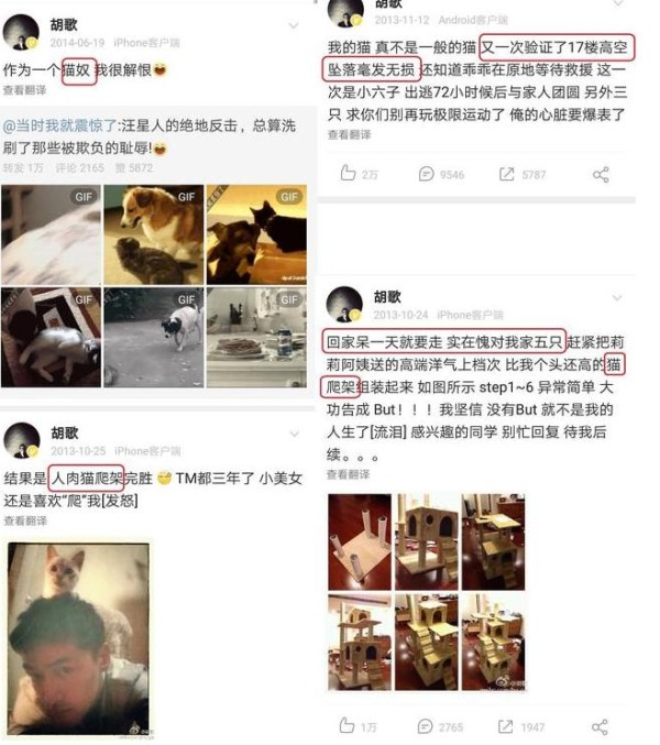 胡歌给猫当“爬架”，昆凌给狗写书，明星的“爱动物”属性好加分