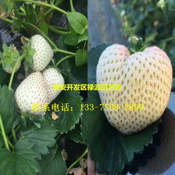 卡姆罗莎草莓苗哪个好品种介绍卡姆罗莎草莓苗多少钱一棵多少钱