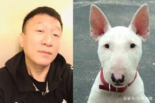 汪星人圈的小众群体梗类犬，有哪些特点？其包含的犬种你听过吗？