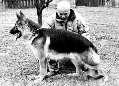 牧羊犬玩家告刘亦菲义父欺诈(图)