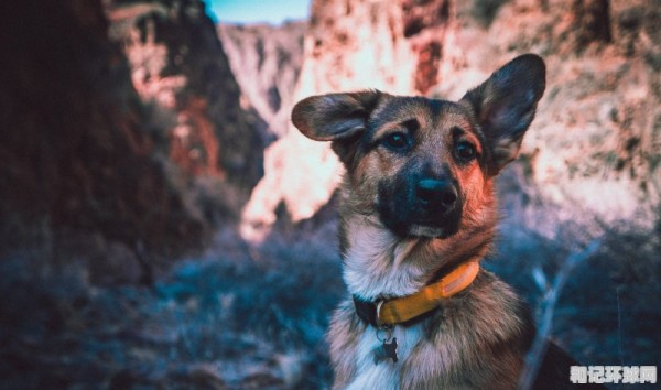 长毛牧羊犬有哪些品种，明星露黑毛