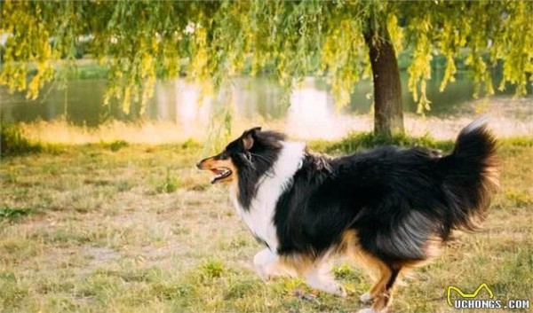 充满灵性的犬中明星—苏格兰牧羊犬