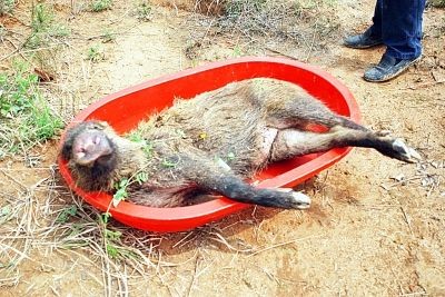 被藏獒咬死的野猪。曹卢杰 摄