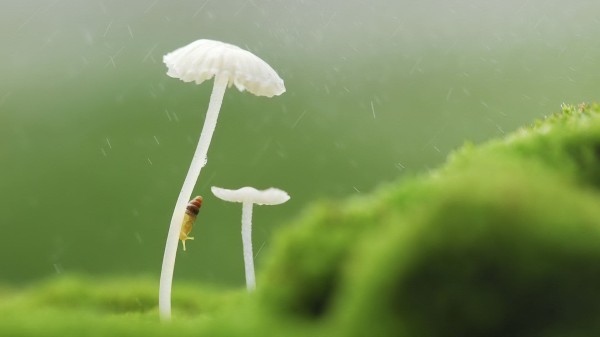 投资思维的璀璨星空：芒格格栅思维下的七大智慧星芒