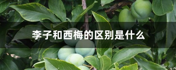 李子和西梅的区别是什么