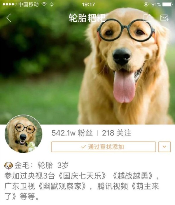 这只金毛拥有540多万粉丝，明星都争相和它合影，简直是狗生赢家