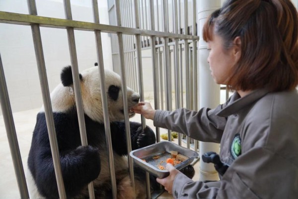 郞舜筠将切好的胡萝卜、馒头等端到大熊猫的圈舍，亲手为大熊猫“森森”喂食。