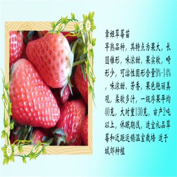 全明星草莓苗章姬草莓苗-章姬草莓苗亩栽植数量