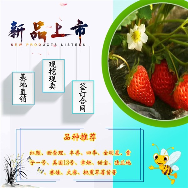 2019年全明星草莓苗种植管理