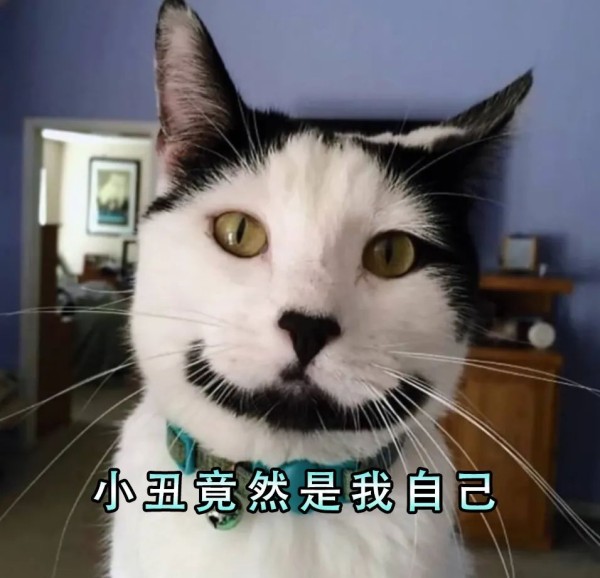 为什么养奶牛猫的人越来越少？网友：我怕了