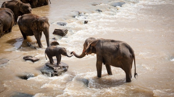 Elefante crecimiento