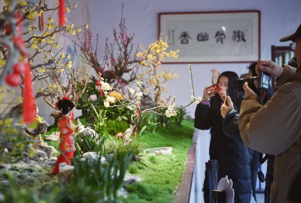 颐和园梅花、蜡梅文化展开幕，河南许昌鄢陵蜡梅来做客