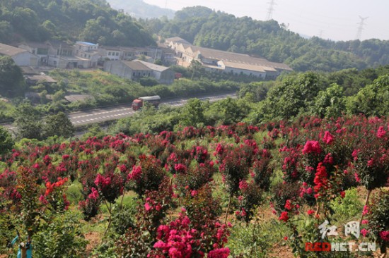 【花卉苗木双十评选】王晓明：湖南花卉苗木的大明星