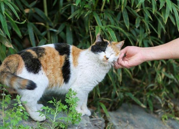 喵星人中个性十足的几种猫咪，奶牛猫、狸花猫、美短各有什么特点