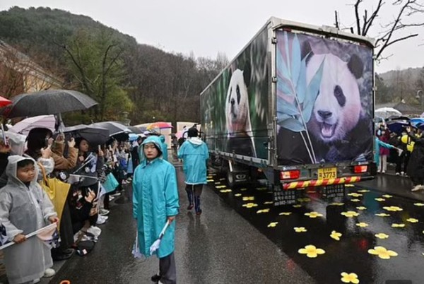 数千韩国人冒雨与熊猫福宝作最后道别，粉丝不舍它离去而泣不成声