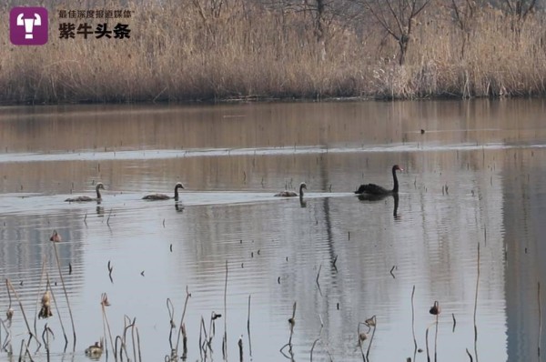 网红黑天鹅生蛋后弃巢，保安变“天鹅奶爸”孵化出两只小天鹅