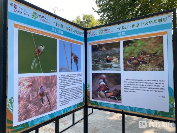 南京“十大鸟类明星”评选结果出炉 震旦鸦雀、鸳鸯、小天鹅入选