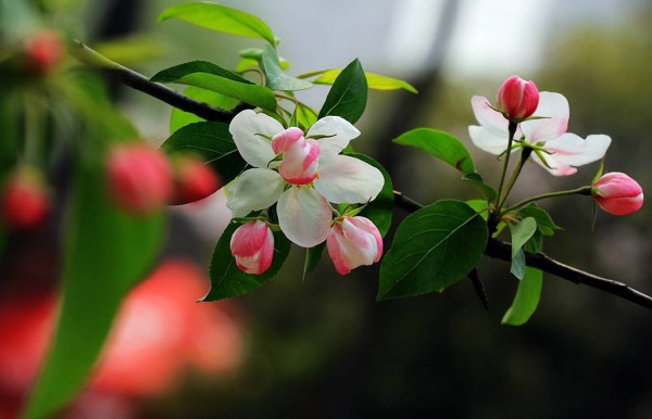 宋代词人秦观的六首春日诗词，有情芍药含春泪，无力蔷薇卧晓枝